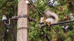 squirrel on line squirrel on line