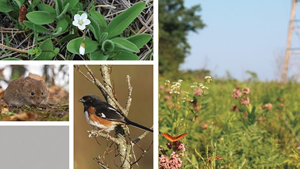 Responsible IVM Protection