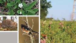 Responsible IVM Protection Responsible IVM Protection