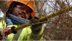 PSEG tree trimming PSEG tree trimming