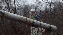 tree trimmers tree trimmers