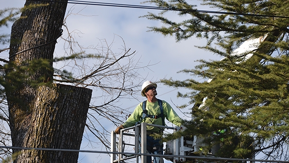 UAA vegetation management