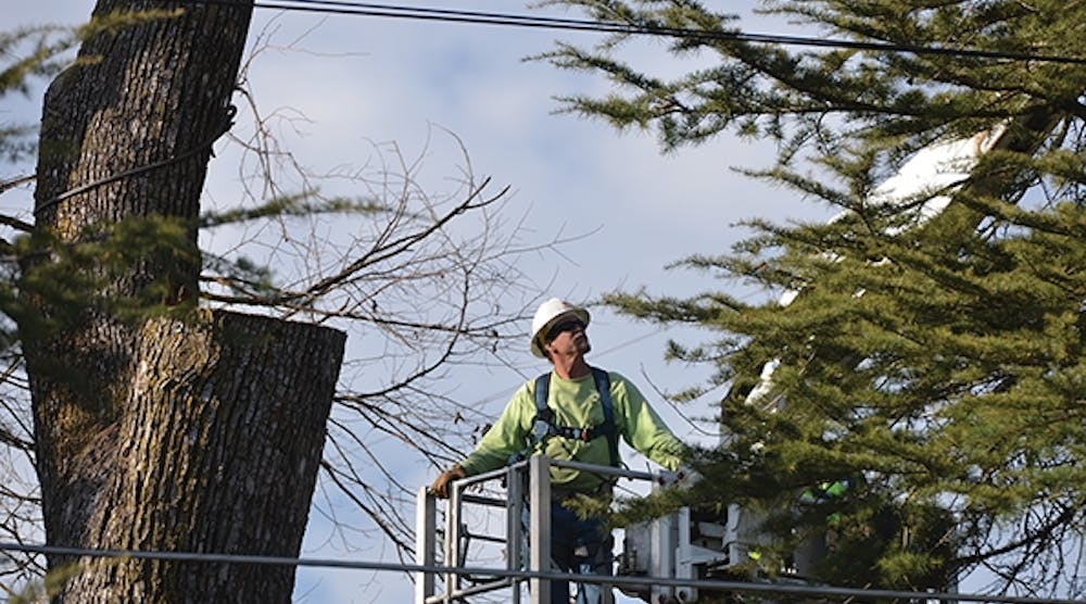 A SMUD lineman inspects vegetation near a distribution line during a routine pruning cycle.