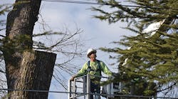 A SMUD lineman inspects vegetation near a distribution line during a routine pruning cycle.