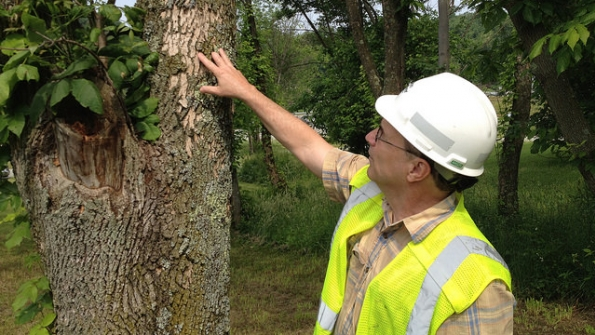 West Penn Power forester