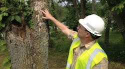 West Penn Power forester Chip Brown examines deteriorating bark on an ash tree damaged by the emerald ash borer. Stricken trees die in a matter of months and rot rapidly, posing a hazard to nearby power lines.