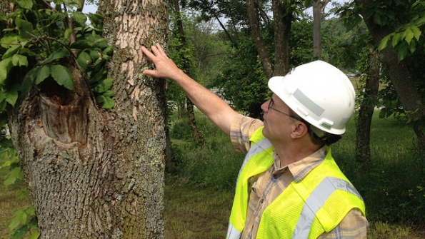 Another FirstEnergy utility West Penn Power forester Chip Brown examines deteriorating bark on an ash tree damaged by the emerald ash borer Stricken trees die in a matter of months and rot rapidly posing a hazard to nearby power lines