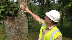 Another FirstEnergy utility, West Penn Power forester Chip Brown examines deteriorating bark on an ash tree damaged by the emerald ash borer. Stricken trees die in a matter of months and rot rapidly, posing a hazard to nearby power lines.