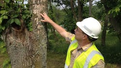 Another FirstEnergy utility West Penn Power forester Chip Brown examines deteriorating bark on an ash tree damaged by the emerald ash borer Stricken trees die in a matter of months and rot rapidly posing a hazard to nearby power lines Another FirstEnergy utility West Penn Power forester Chip Brown examines deteriorating bark on an ash tree damaged by the emerald ash borer Stricken trees die in a matter of months and rot rapidly posing a hazard to nearby power lines