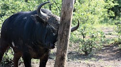 The Cape Buffalo&rsquo;s continuous rubbing causes major damage to the distribution poles in Kruger National Park. Photos by Constant Hoogstad.