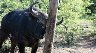 The Cape Buffalo&rsquo;s continuous rubbing causes major damage to the distribution poles in Kruger National Park. Photos by Constant Hoogstad.