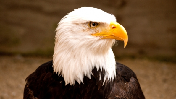 eagle