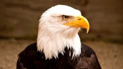 eagle eagle