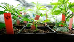 marijuana growth marijuana growth