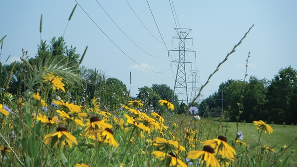 ITC Holdings Corp environmental stewardship