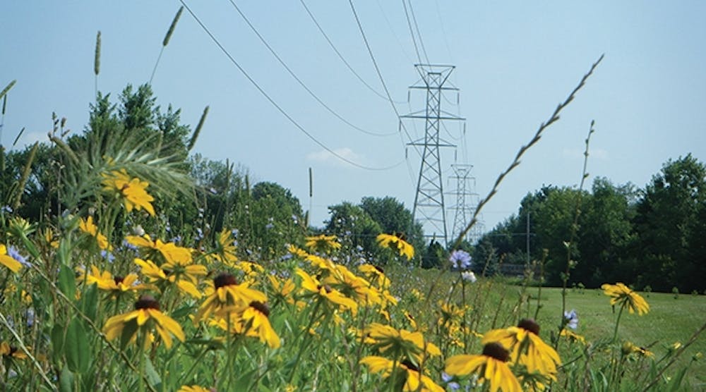 ITC and collaborators restored a mowed turf grass electrical transmission corridor back to a natural prairie in an effort to improve biodiversity and enhance the wildlife habitat.