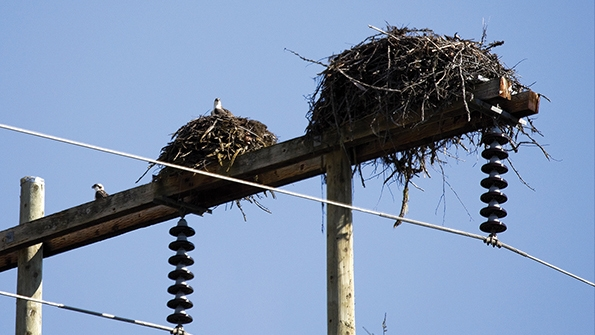 Valard Construction LP bird safety