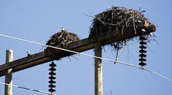 Breeding osprey pairs nest on transmission poles.