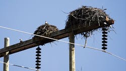 Valard Construction LP bird safety Valard Construction LP bird safety