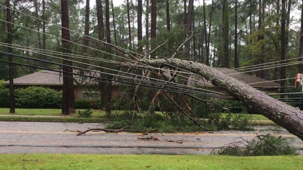 Large trees caused extensive damage in South and Coastal Georgia during Tropical Storm Hermine