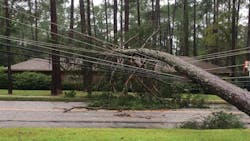 Large trees caused extensive damage in South and Coastal Georgia during Tropical Storm Hermine Large trees caused extensive damage in South and Coastal Georgia during Tropical Storm Hermine