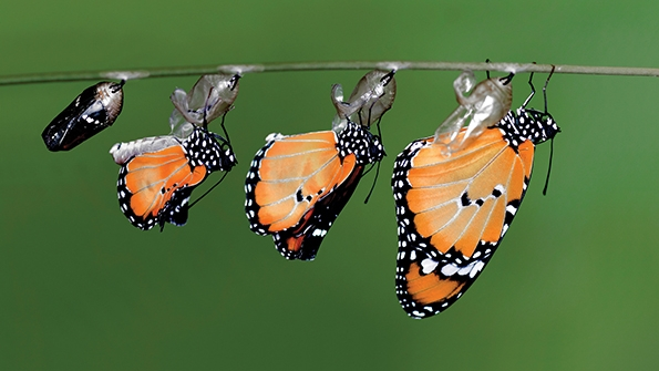 Sand County Foundation Monarch butterfly