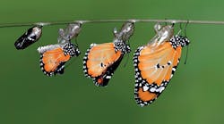 Sand County Foundation Monarch butterfly Sand County Foundation Monarch butterfly