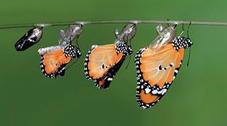 The monarch, shown here emerging from a chrysalis, is considered the &ldquo;king&rdquo; of the butterflies.