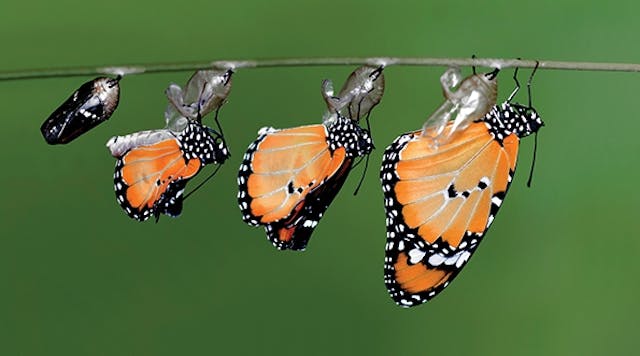 The monarch, shown here emerging from a chrysalis, is considered the &ldquo;king&rdquo; of the butterflies.