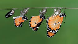 Sand County Foundation Monarch butterfly Sand County Foundation Monarch butterfly