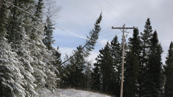 tree hanging over power line in snow