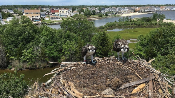 ospreys nest