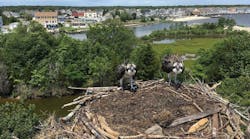Ospreys nesting at an alternate site built by JCP&amp;L