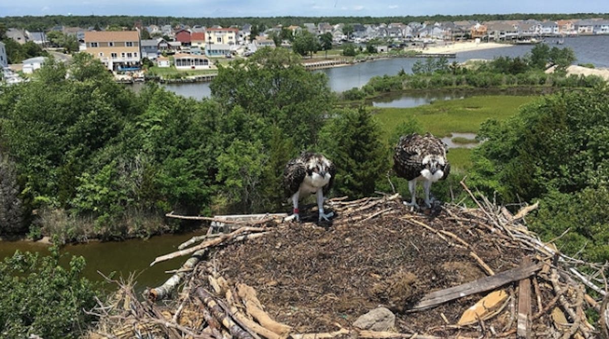 Ospreys nesting at an alternate site built by JCP&amp;L