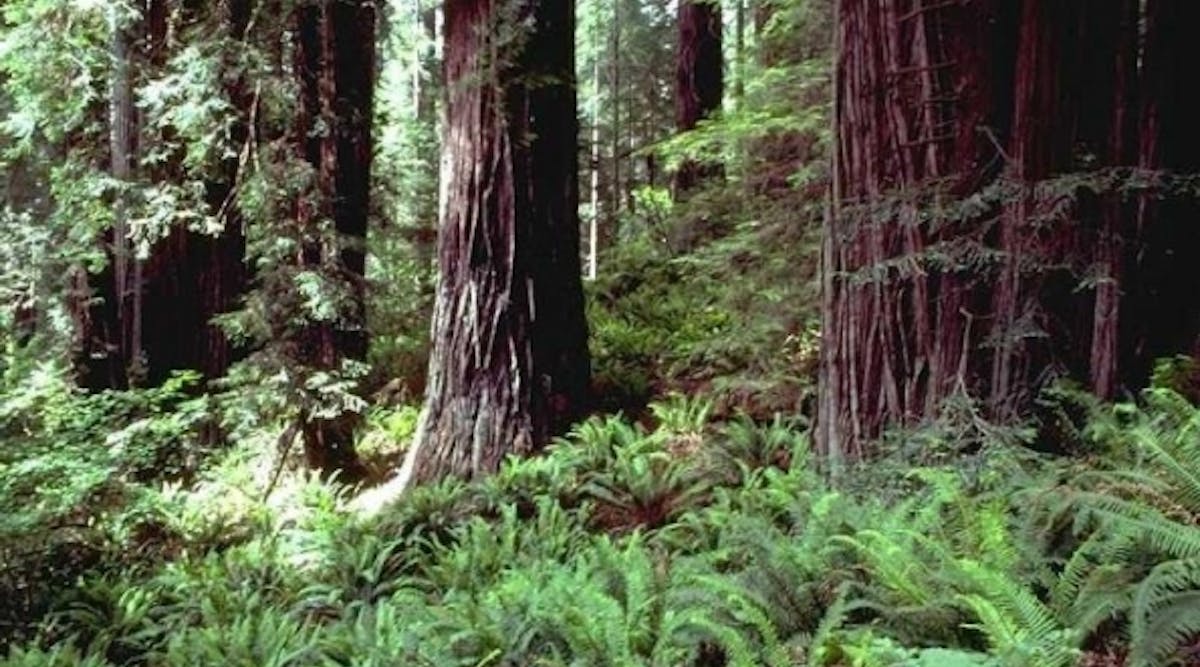 Tdworld 5260 Redwoods