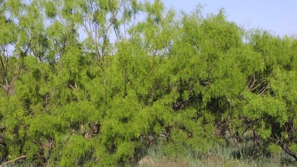 Stop Mesquite Resprouts T&D World