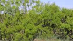 Stop Mesquite Resprouts Stop Mesquite Resprouts