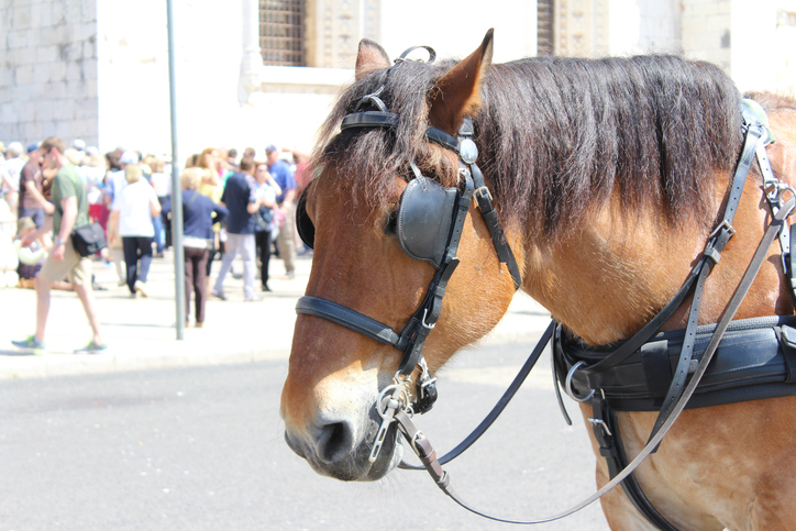 horse with blinders