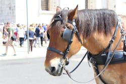 horse with blinders horse with blinders