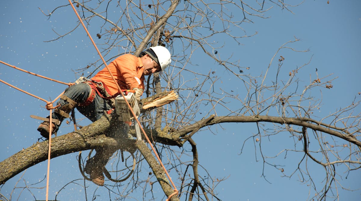 tree-worker-randy-miramontez-hemera.jpg