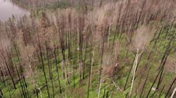 Tree Canada Tree Canada