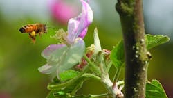 Bee and crabapple blossom Bee and crabapple blossom