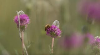 Tdworld 7560 Bee Flower