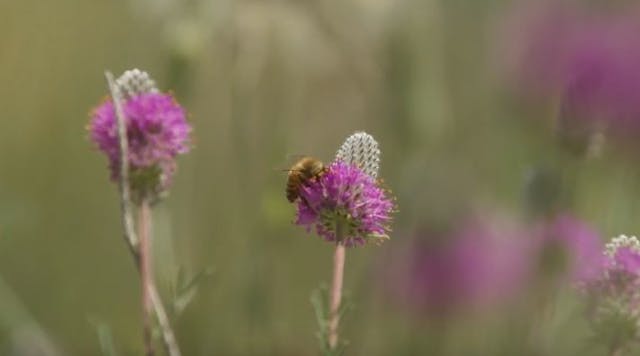 Tdworld 7560 Bee Flower
