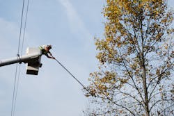 tree trimming tree trimming