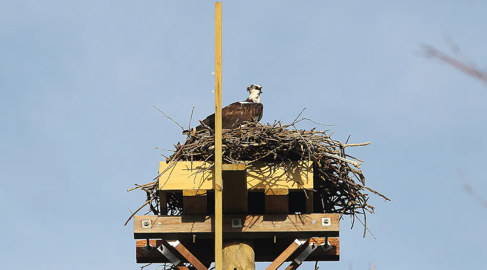 JCP L Completes Projects To Protect Ospreys In New Jersey T D World the-lakewood-scoop-updated-between-500-and-2-000-jcp-l-cutomers-lose