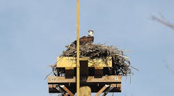 Tdworld 7873 Osprey Nest Jcpl
