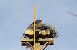 osprey nest osprey nest