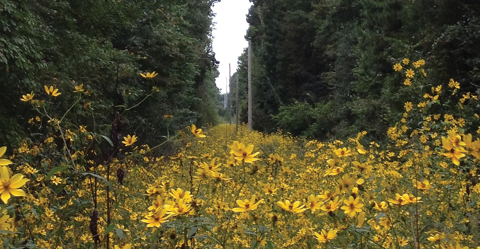 Central Virginia Electric Cooperative, herbicide application