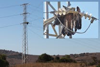 The motivation for use of cover-up materials is knowing what can happen when they are not used. In this case, a griffon vulture was electrocuted on a lattice steel distribution structure in southern Spain.